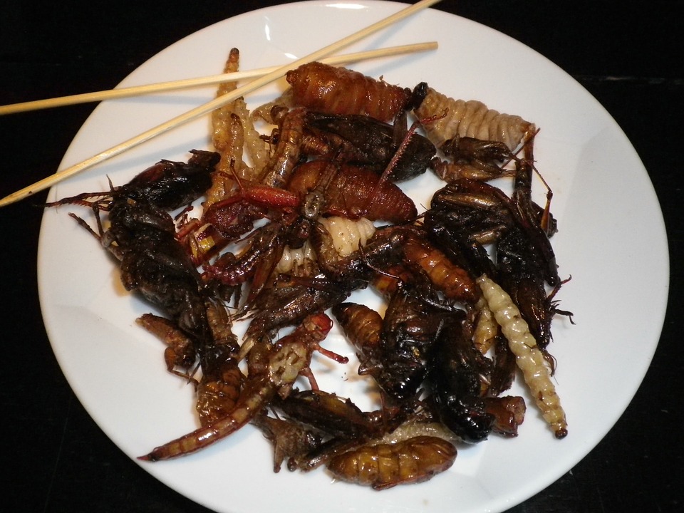 Manger des insectes : miser dans le comestible
